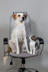 Dog and kitten on the modern office chair
