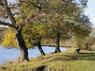 Fototapeta premium Longmore Pool, Sutton Park
