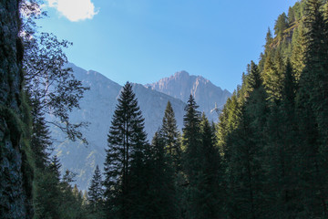 Landscape with deep green forest and mountains on background.
