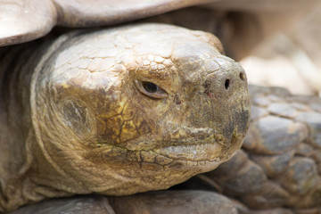Head of a giant turtle