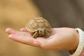 Baby turtle in the hand