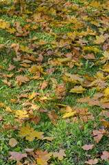 Natural background of autumnal foliage in Popular Zaimov park, Sofia, Bulgaria  