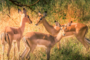 Antelope group is watching at photograph during a safari