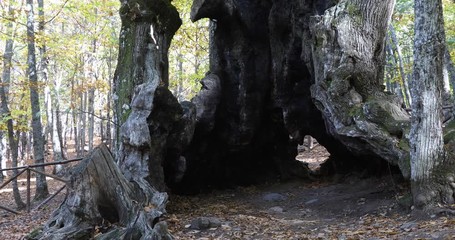 great open in cave trunk ancient six hundred years old chestnut tree, known as the Grandfather, in mountain in Castanar of Tiemblo, Iruelas, Avila, Castile, Spain
