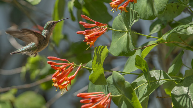 Humming Bird on Honeysuckle