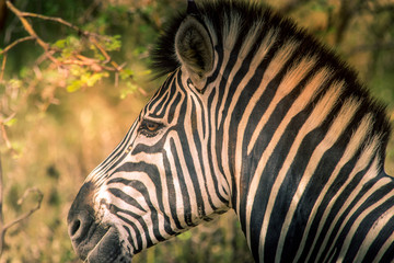 Fototapeta na wymiar Zebra closeup - Safari in Senegal