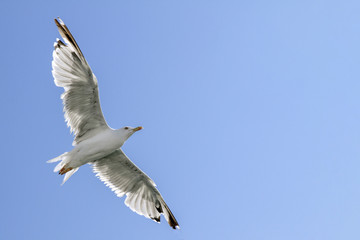 A flying seagull  on the background blue sky.