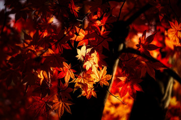 紅葉