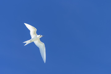 White tern, beautiful white bird flying in blue sky, peace symbol 
