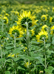 Sunflowers from Rear