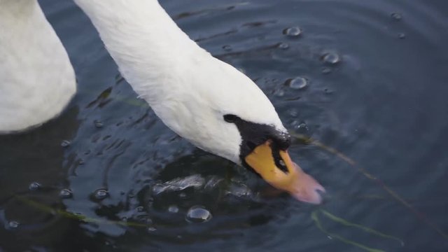Cigno in acqua