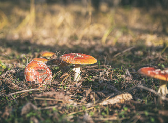 mushrooms in the forest