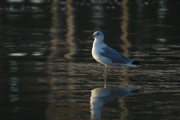 Seagull with Reflection of Pier in Background