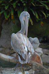 Pelican at San Diego Zoo