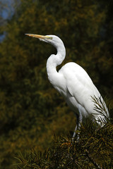 Snowy Egret in San Diego