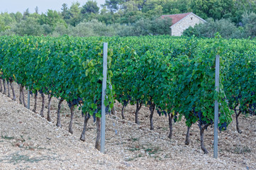Vineyard with ripe grapes in countryside. - obrazy, fototapety, plakaty