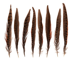 set of beautiful fragile pheasant bird feathers isolated on white background - 180931410