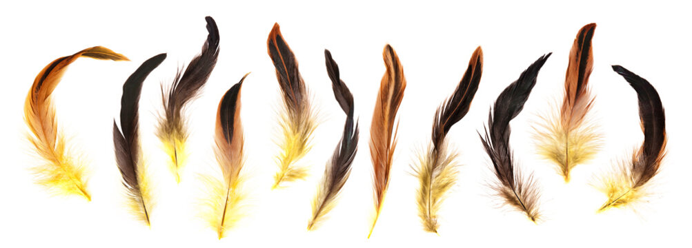 Yellow, brown and black cock's feathers isolated on white background