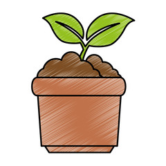 garden pot with plant
