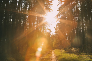 Sun Shining Over Forest Lane, Country Road, Path, Walkway Through