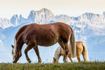 Grazing horses with dolomite mountains in the background, Renon/Ritten plateau, Alto Adige/South...