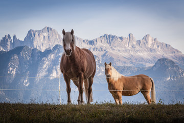 Fototapeta na wymiar Grazing horses with dolomite mountains in the background, Renon/Ritten plateau, Alto Adige/South Tirol, Italy