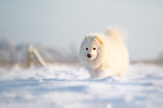 Samojede im Schnee