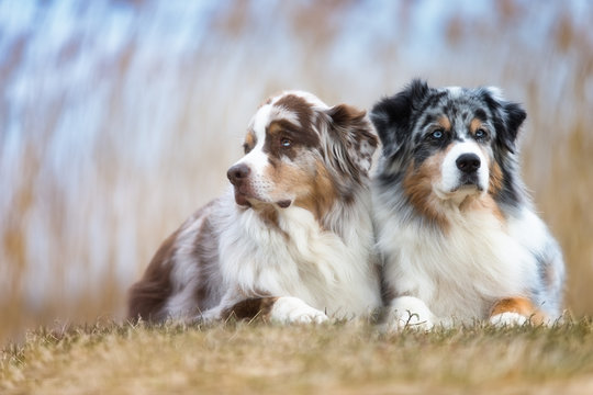 Bunte Hunde