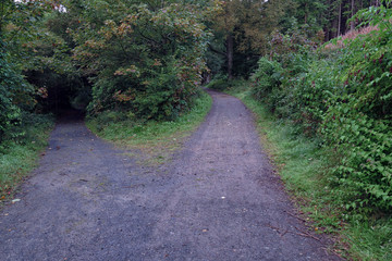 Fototapeta na wymiar two path in forest,Northern Ireland