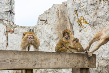 Obraz premium Gibraltar monkey on upper rock