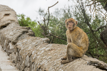 Gibraltar monkey on upper rock