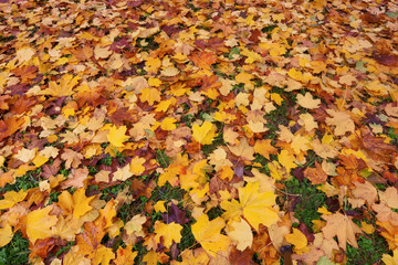 Autumn in the forest with yellow falling leaves