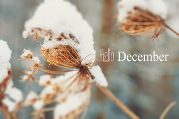 hello december (winter)  card 