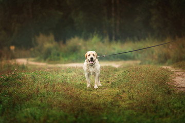 Happy labrador dog pulls the leash on green field