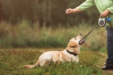 Crop shot of a woman training dog