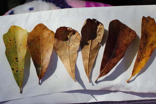 Row of leaves 