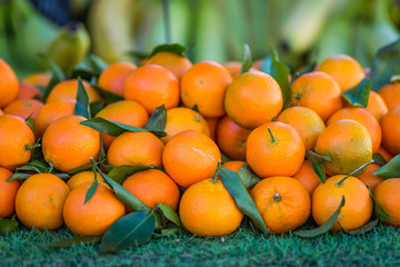 Fototapeta na wymiar large pile of ripe mandarins with leaves
