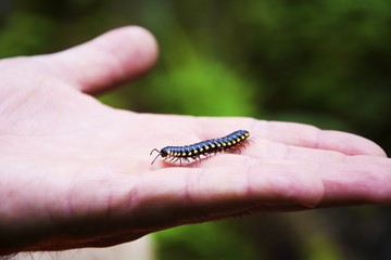 Boy holding an insect