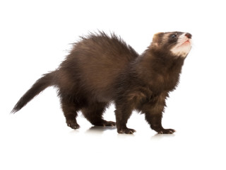 Ferret with blue eyes on white background