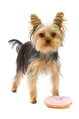 Yorkshire terrier with donut