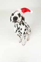 Dalmatiner weihnachtlich im Studio fotografiert