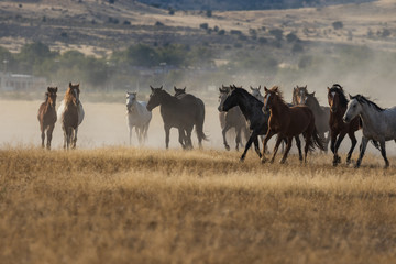 Herd of Wild Horses Running