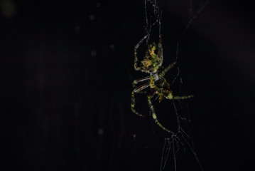 Manu National Park, Peru - August 07, 2017: Wild spider in the darkness of the Amazon rainforest of Manu National Park, Peru