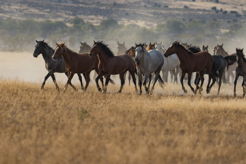 Herd of Wild Horses Running