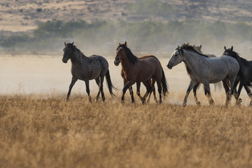 Fototapeta na wymiar Herd of Wild Horses Running
