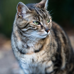 Fototapeta premium Cute and menacing looking cat in the wild