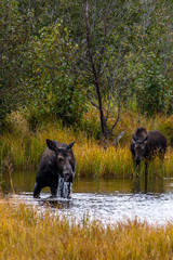Two moose feeding in the pond in Grand Teton National Park in autumn.
