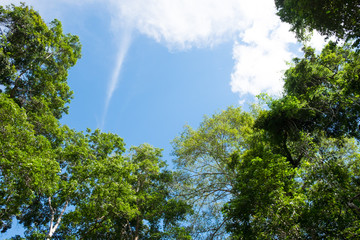 Look up the sky ,Tree top with blue sky