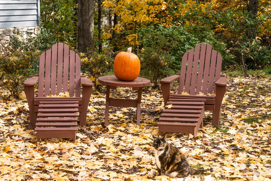 Adirondack chairs in the front yard on a fall day with Lucy, the cat.