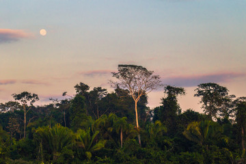 Manu National Park, Peru - August 09, 2017: Landscape of the Amazon rainforest of Manu National Park, Peru